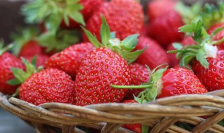 水果盆栽种植方法（水果盆景栽种植方法）