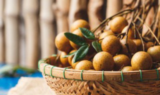 盆栽桂圆的种植方法 桂圆怎么栽种