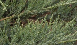 地柏的养殖方法 地柏的养殖方法和注意事项 – 养殖日记