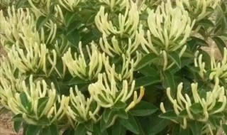 金银花怎么养殖方法 金银花的养殖方法和注意事项有哪些