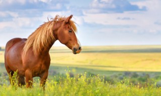 马的英文怎么读（骑的英文怎么读）