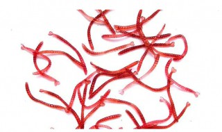 冻红虫的保存问题(冻红虫常温下能保存多久)