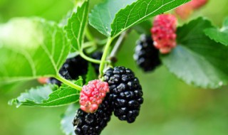 桑葚可以晒干保存吗（桑葚怎么能晒干）