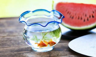 金鱼可以和孔雀鱼混养吗 小草金鱼可以和孔雀鱼混养吗