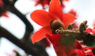 广州市的市花是不是木棉花 广州市花是木棉花,北京市花是什么