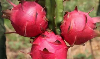 火龙果树怎么修剪 火龙果树怎么修剪留几支