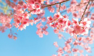 日本樱花盛开的月份时间是几月 日本樱花盛开季节是什么时候