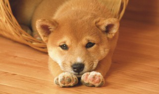 发狗狗朋友圈怎么配字 发狗狗朋友圈怎么配字只有一张毛绒绒的脸