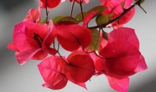 三角梅怎么栽培 三角梅怎么栽培视频