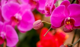 蝴蝶兰怎么栽培（蝴蝶兰怎样栽）