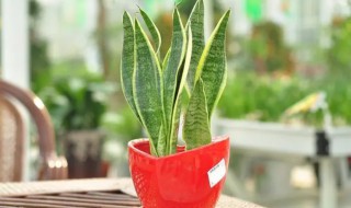 虎皮兰可以放在卧室吗 虎皮兰适合放在卧室吗