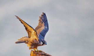 游隼的特点(关于游隼的介绍)