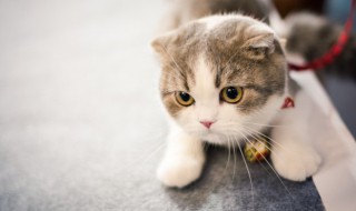 怎么带猫坐高铁 怎么带猫坐高铁攻略