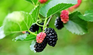 桑叶怎么保存蚕宝宝吃 桑叶冰箱里拿出多久给蚕宝宝吃