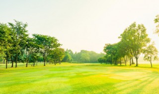 为什么树木在秋天的时候会落叶（秋天什么树会落叶?什么树不会落叶?）