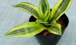 虎皮兰叶子发黄怎么办(虎皮兰叶子变黄)