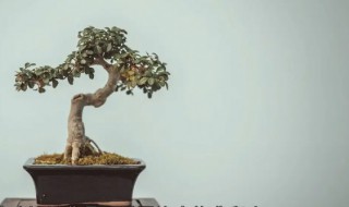 榕树盆景叶子发黄怎么办(榕树盆景出现黄叶怎么办?)