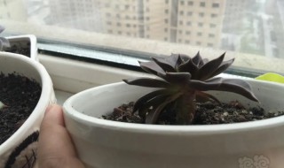 黑王子掉叶子怎么处理 黑王子多肉烂根怎么办