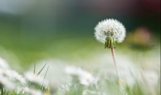 新鲜蒲公英花怎么保存（蒲公英花怎样保存）