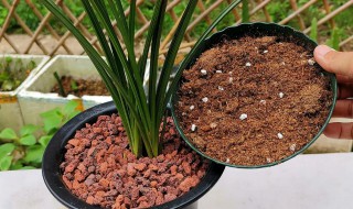 兰花怎么栽培 蟹爪兰花怎么栽培