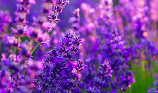 怎么栽花（怎么栽花不烂根）