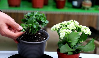 长寿花怎么栽培 长寿花怎么栽培,怎么管理