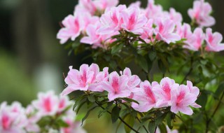 黄山市市花是什么 黄山市的市花是什么