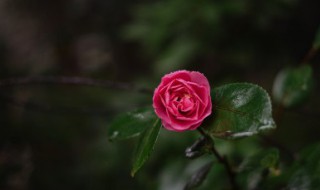 山茶花在什么城市 山茶花市花的城市