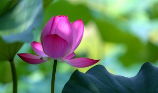 荷花是几月份开花 荷花是几月份开花的