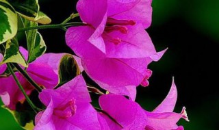 杜鹃花是几月份开花（杜鹃花一般是几月份开花）