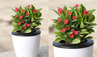 盆栽刺梅花能不能放在卧室 室内能养刺梅花吗