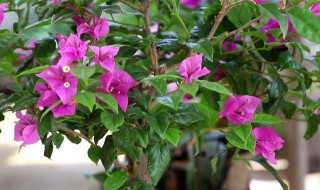 三角梅花期是几月份（三角梅花期是几月份湖南）