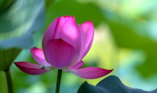 荷花是哪里的市花（荷花是哪个市的花）