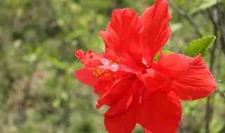 南宁市的市花是什么花（南宁市花是什么花,象征什么）