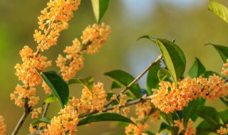 桂花之乡在哪里 中国桂花之乡在哪里