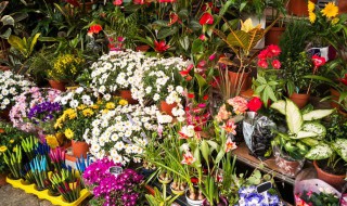 水仙花是哪个国家的国花（水仙花是国花吗?）