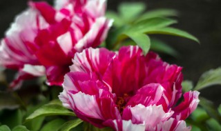 牡丹花有多少个花瓣 牡丹花有几瓣花瓣