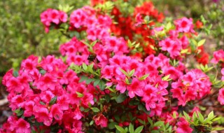 勒杜鹃和杜鹃花的区别 勒杜鹃花和杜鹃花