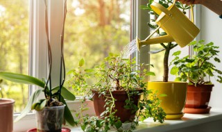 为什么水培植物的根不会腐烂（为什么水生植物的根茎不容易腐烂）