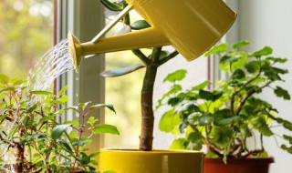 植物养殖方法大全 各种植物养殖方法