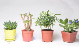 植物可以用淘米水浇吗（多肉植物可以用淘米水浇吗）