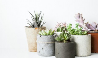 牛奶可以浇多肉植物吗(多肉可以用牛奶浇灌吗)