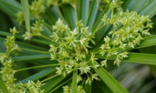 水竹可以晒太阳吗 水培竹子可以晒太阳吗