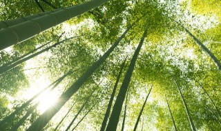 富贵竹可以放淘米水吗 富贵竹可用淘米水养吗