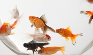 养孔雀鱼的水自来水直接养可以吗 纯净水可以直接养孔雀鱼吗