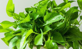 绿萝怕阳光晒吗（绿萝怕阳光暴晒吗）