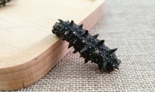 快速发干海参的方法 速发干海参食用法