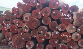 玫瑰木是什么 玫瑰木是什么味道