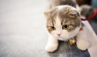 洋气独特的宠物名字（比较洋气的宠物名字）