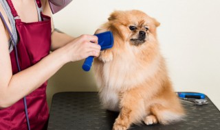 宠物名字霸气 宠物名字霸气 两个字